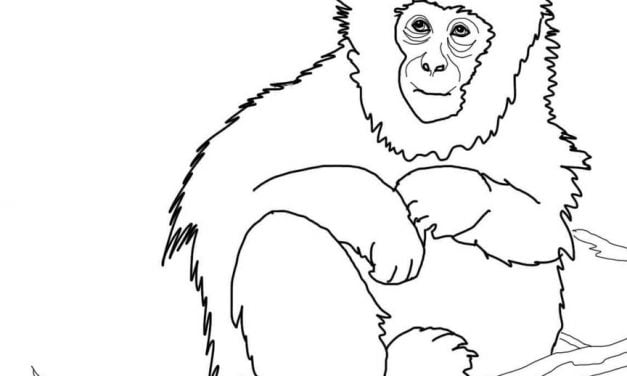 Coloring pages: Macaque