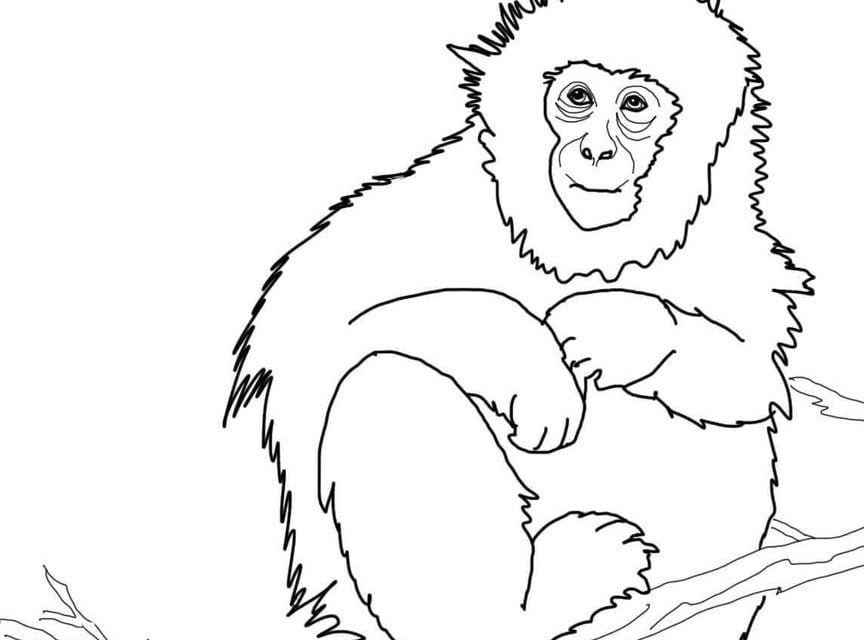 Disegni da colorare: Macaco