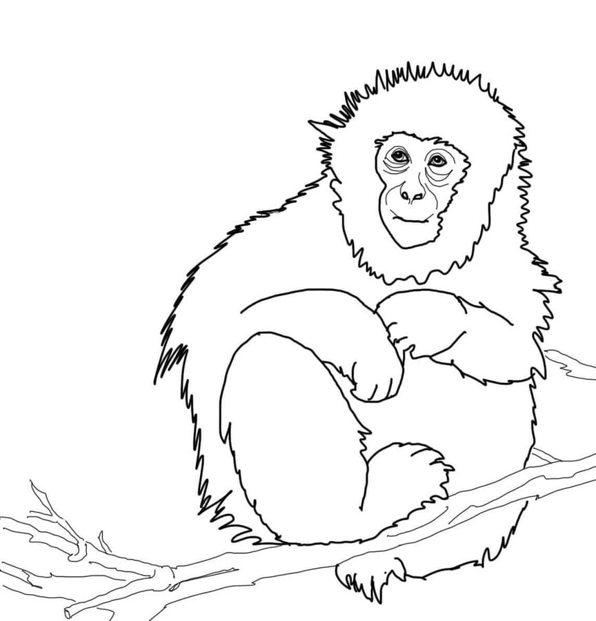 Coloring pages: Macaque 4