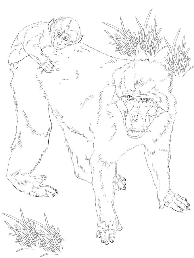 Coloriages: Macaques 5