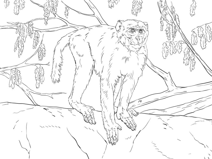 Coloriages: Macaques 6