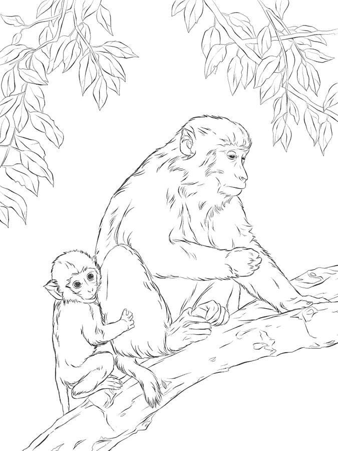 Coloriages: Macaques 7