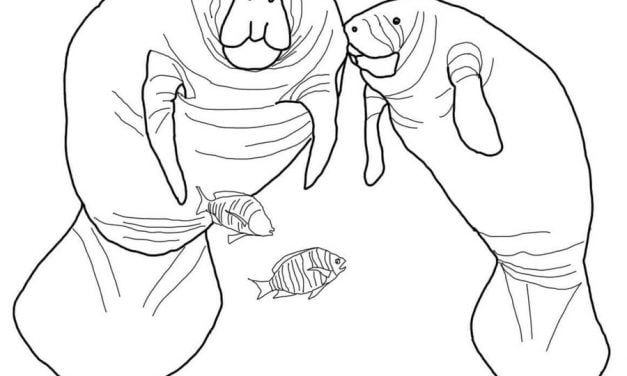 Coloring pages: Manatee