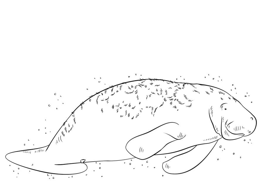 Coloring pages: Manatee
