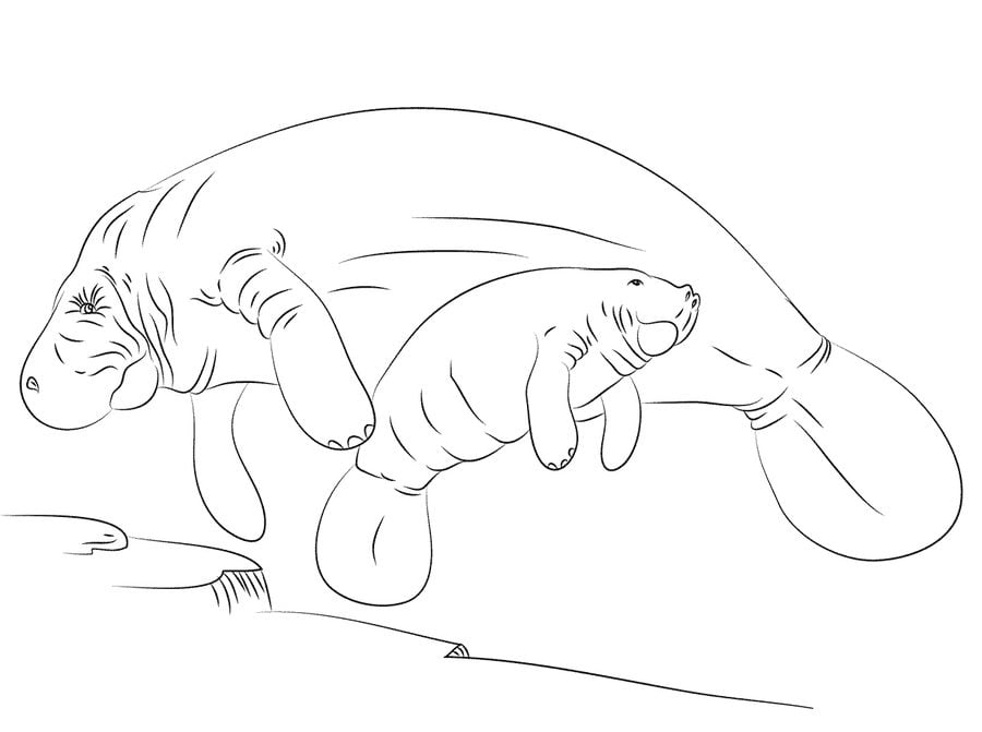 Coloring pages: Manatee
