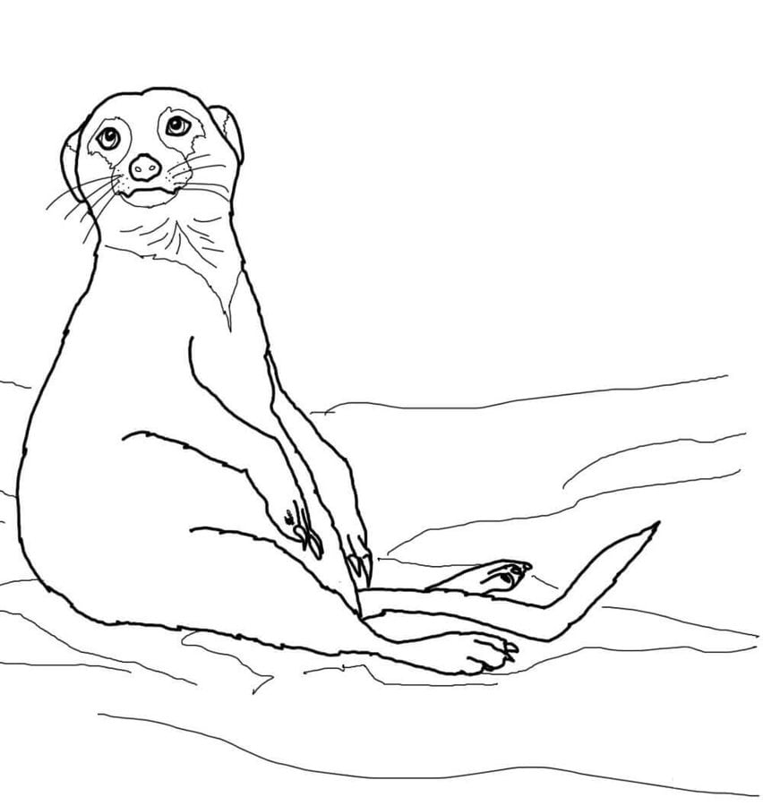 Coloring pages: Meerkats 1