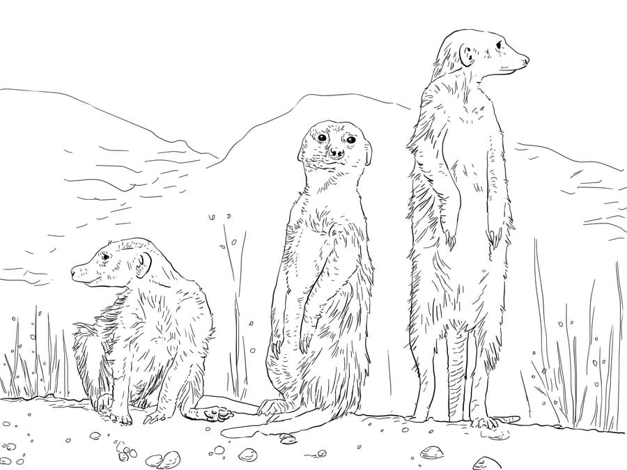 Coloring pages: Meerkats 10