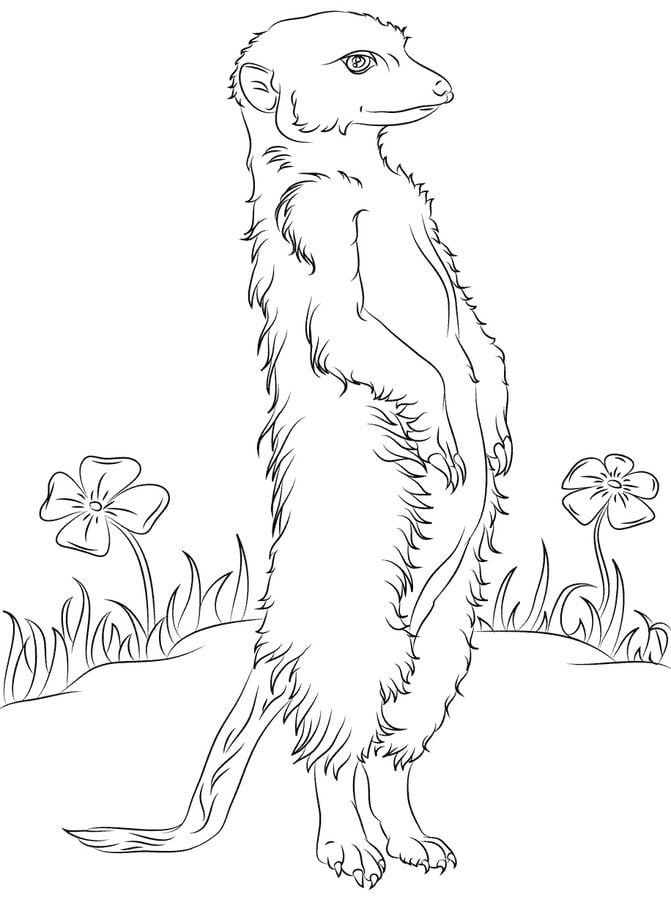 Coloring pages: Meerkats