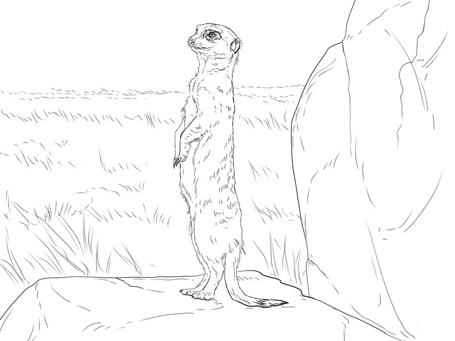 Coloring pages: Meerkats 4