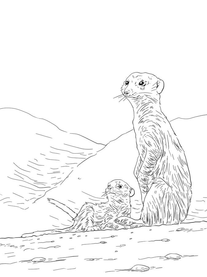 Coloring pages: Meerkats