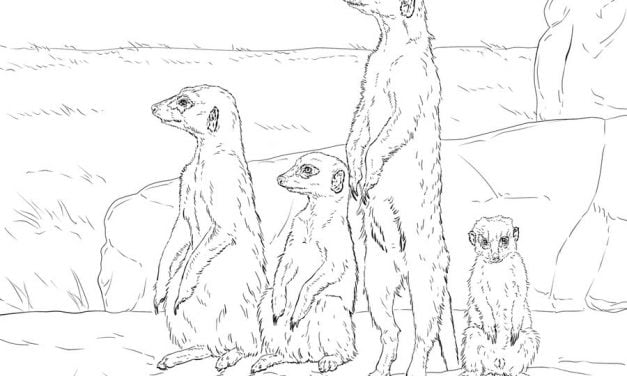 Coloring pages: Meerkats