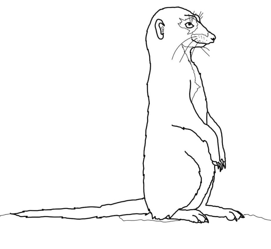 Coloring pages: Meerkats 9