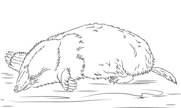 Coloring pages: Moles