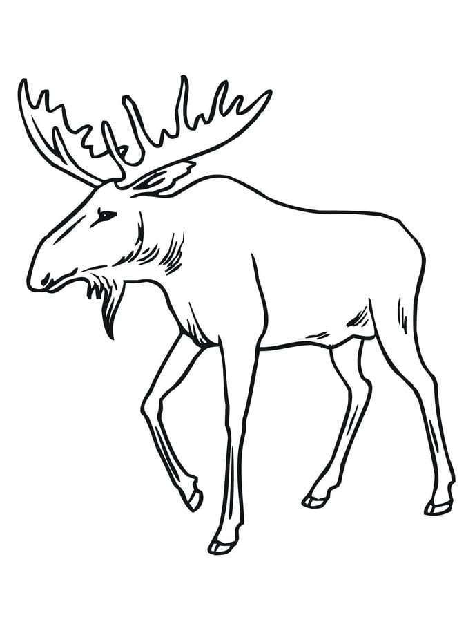 Coloring pages: Moose 1
