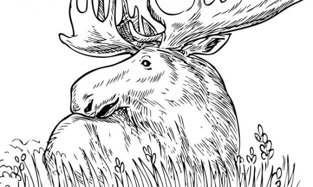 Coloring pages: Moose