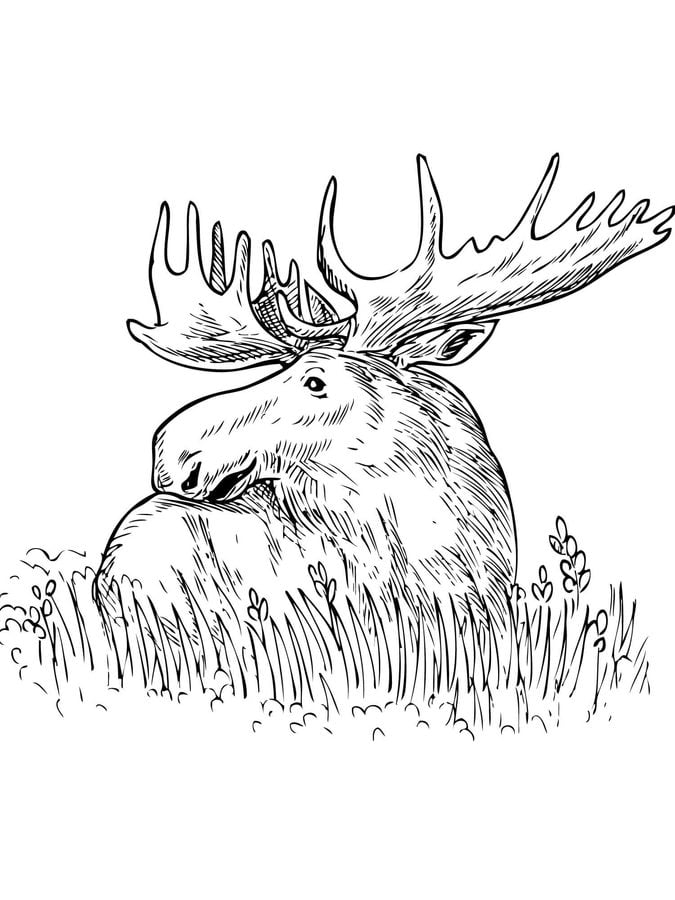 Coloring pages: Moose 10