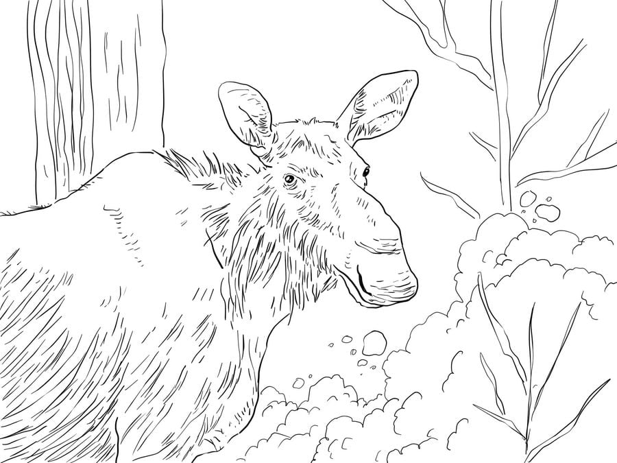 Coloring pages: Moose 3