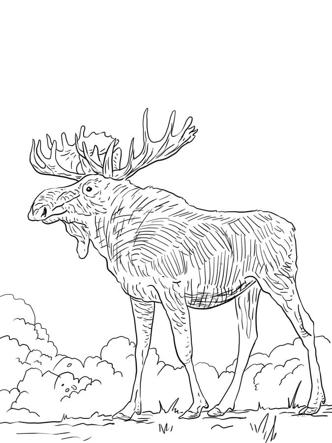 Coloring pages: Moose 4