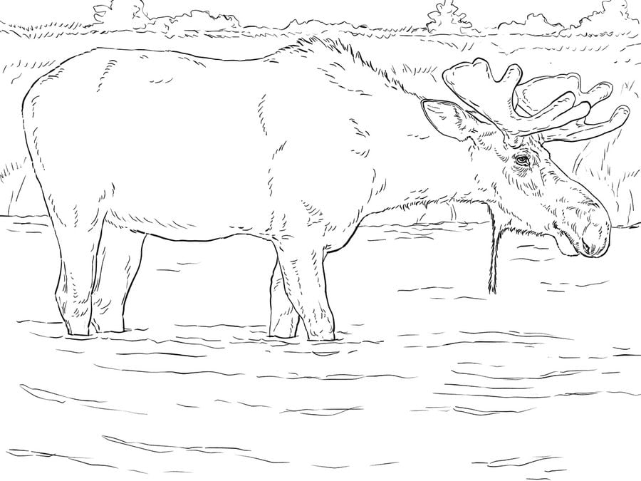 Coloring pages: Moose 5