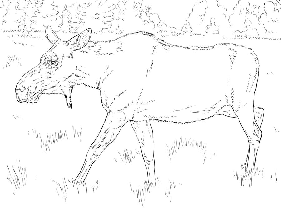 Coloring pages: Moose 6