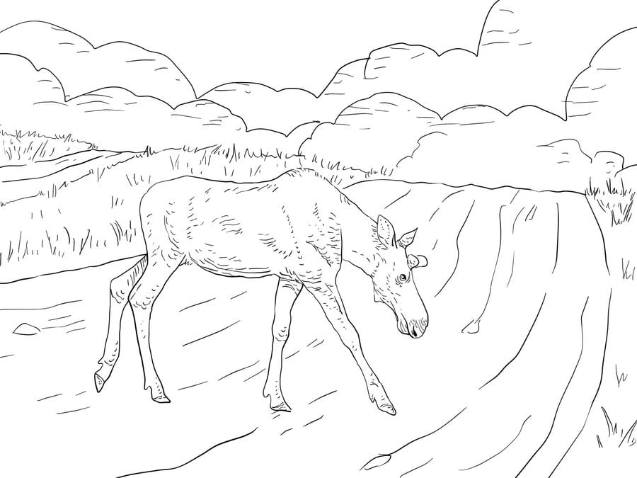 Coloring pages: Moose