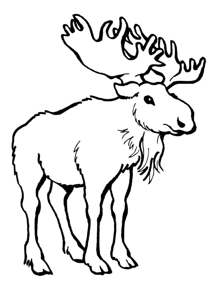 Coloring pages: Moose 8