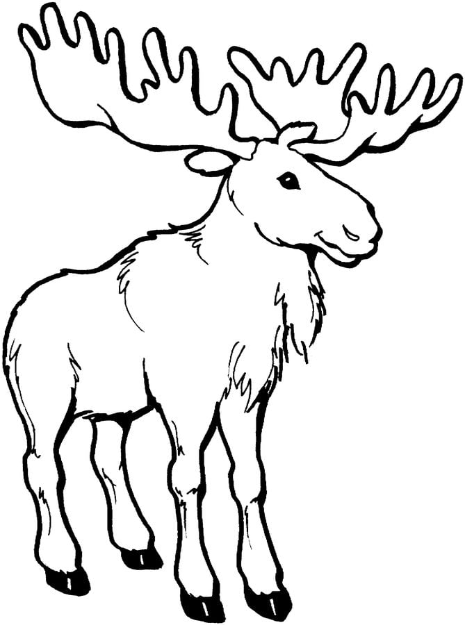 Coloring pages: Moose 9