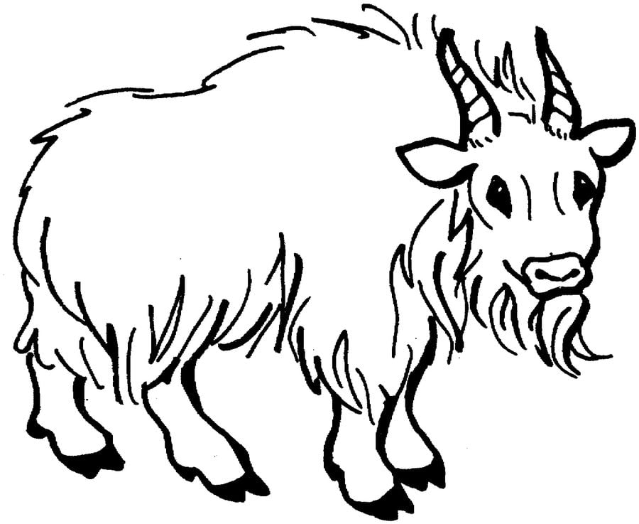 Coloring pages: Mountain Goat