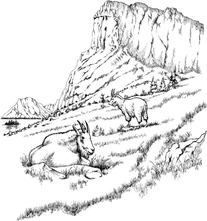 Coloring pages: Mountain Goat