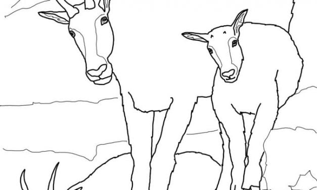 Coloring pages: Mountain Goat