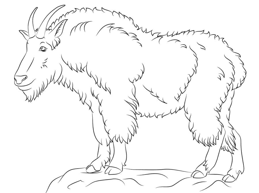 Dibujos para colorear: Cabra blanca