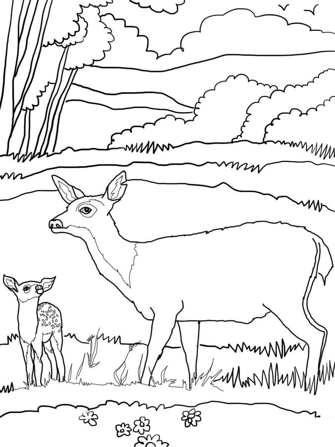 Coloring pages: Mule deer 1