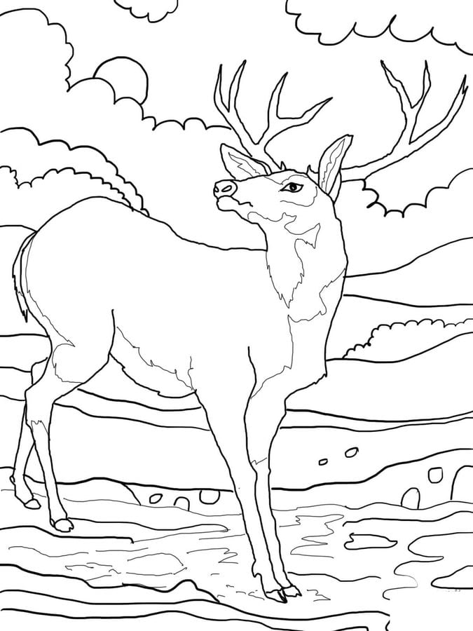 Coloring pages: Mule deer 2