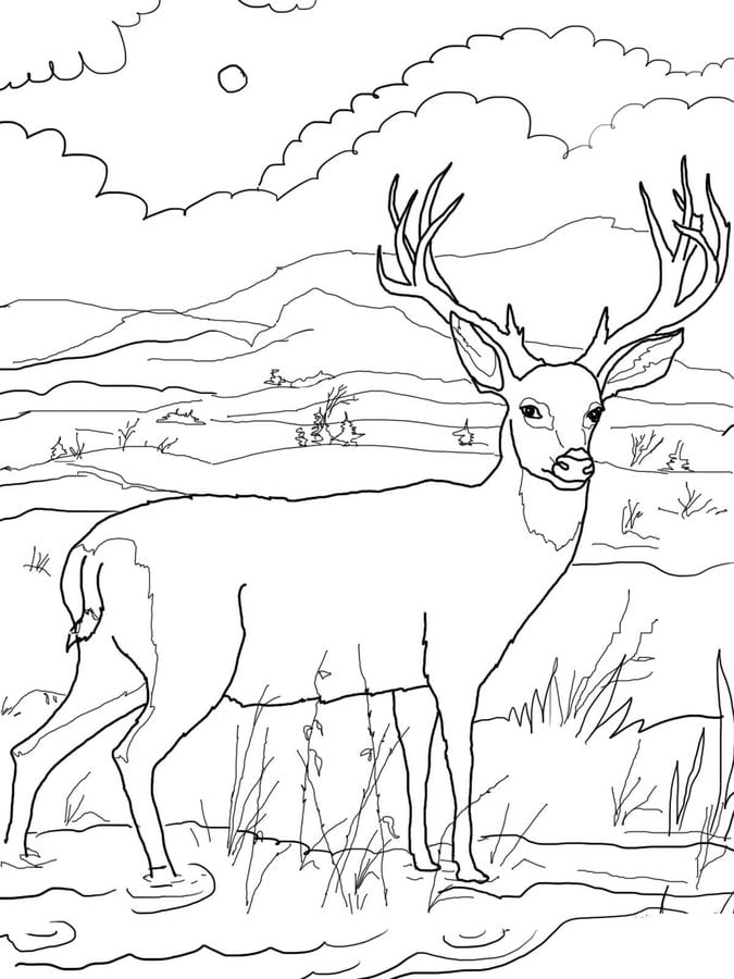 Coloring pages: Mule deer 3
