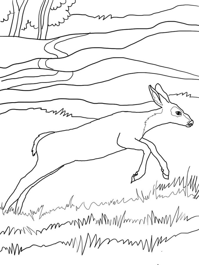 Coloring pages: Mule deer 5