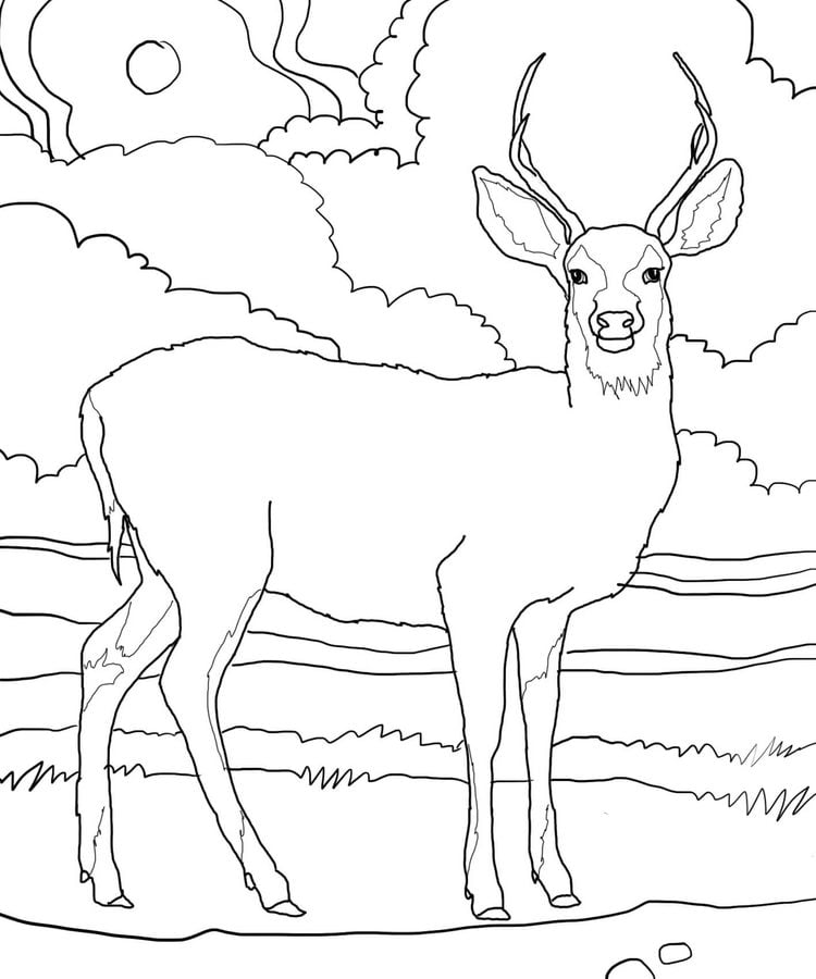 Coloring pages: Mule deer 6