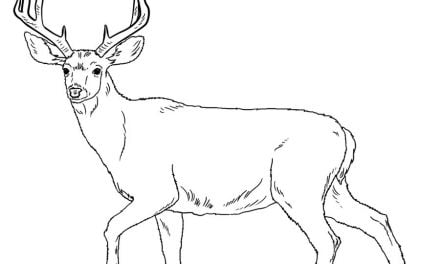 Coloring pages: Mule deer