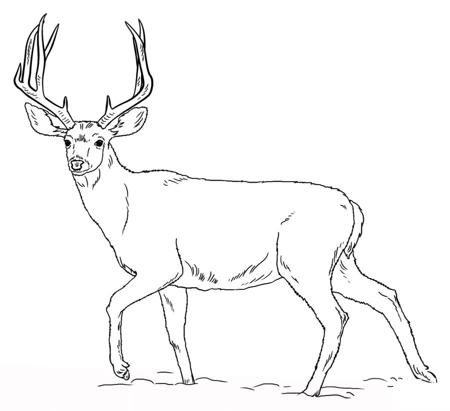 Coloring pages: Mule deer 7