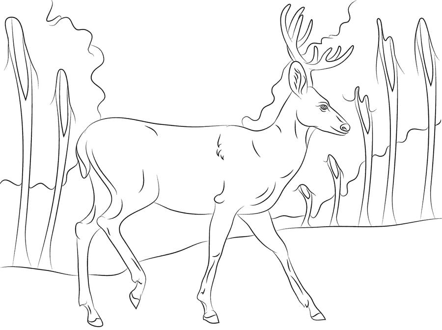Coloring pages: Mule deer 8