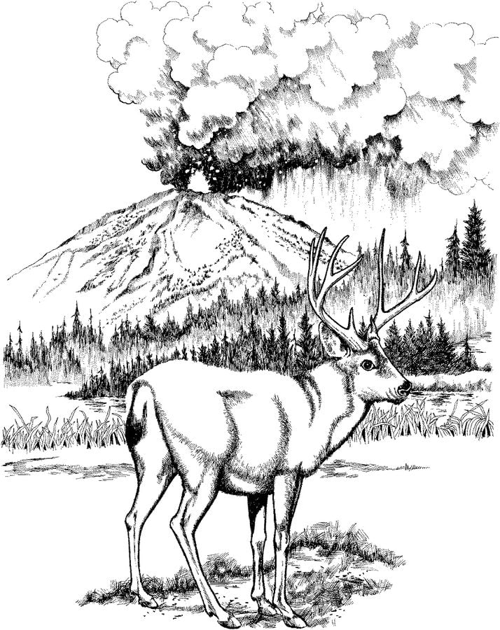 Coloring pages: Mule deer 9