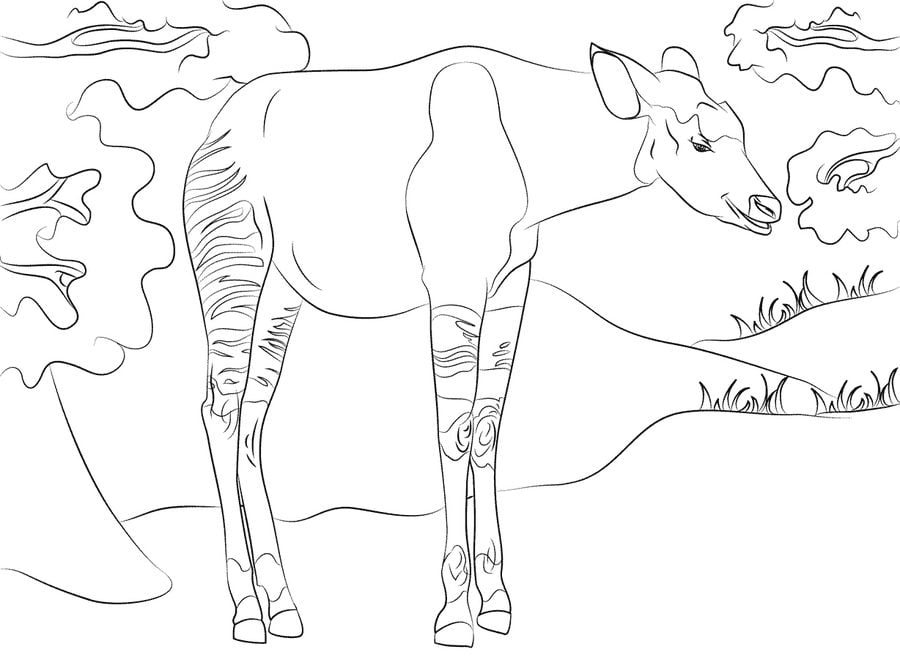 Coloring pages: Okapi