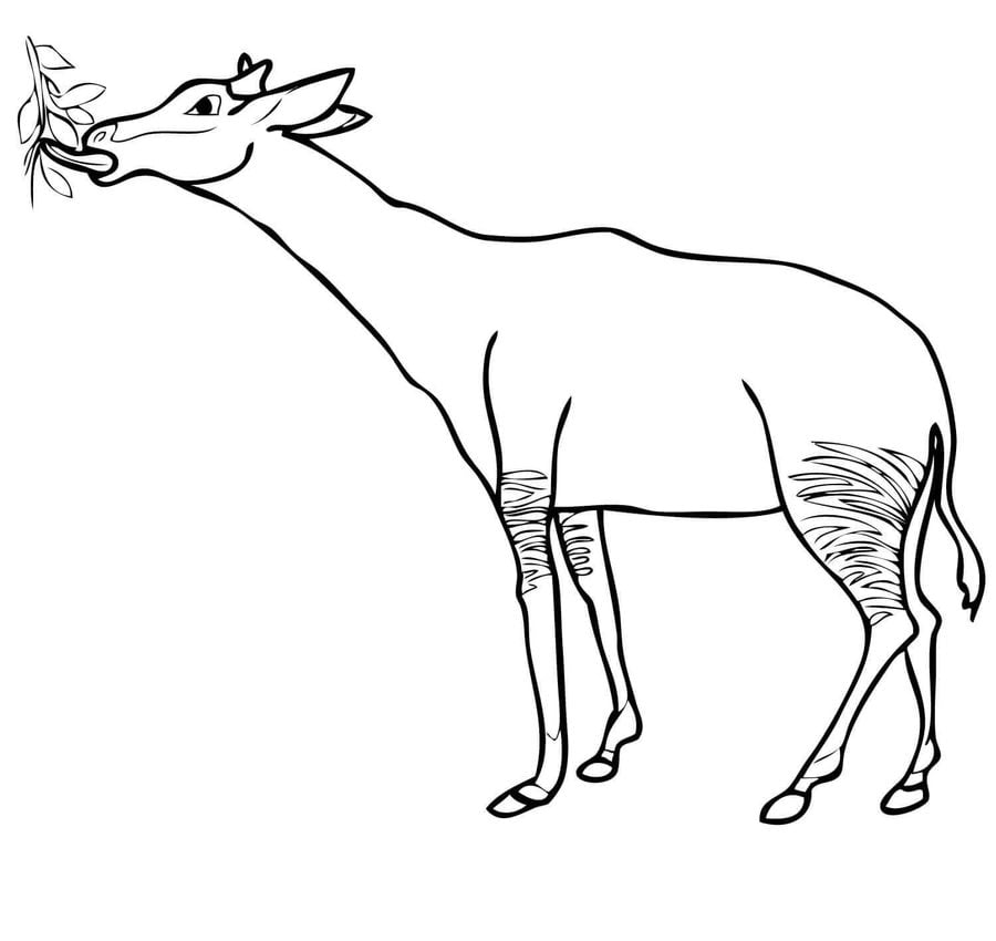 Coloring pages: Okapi