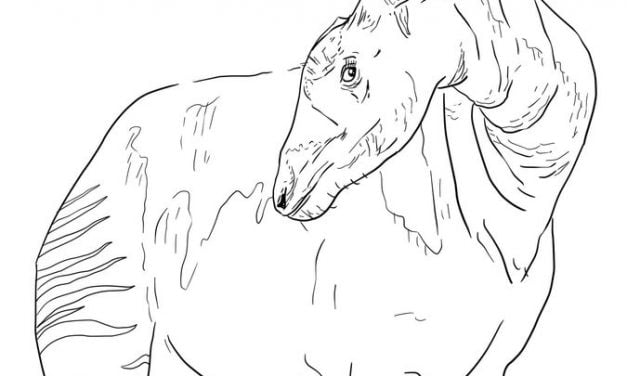 Coloring pages: Okapi