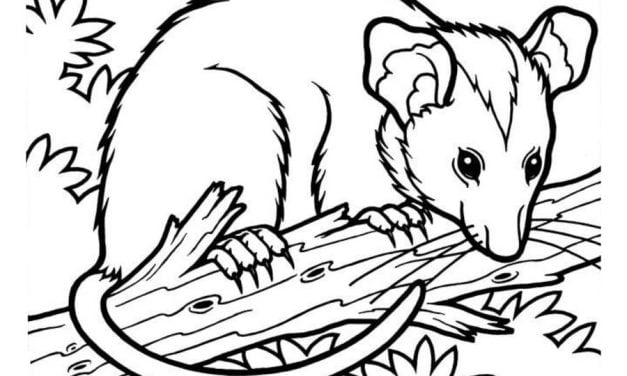 Coloring pages: Opossums