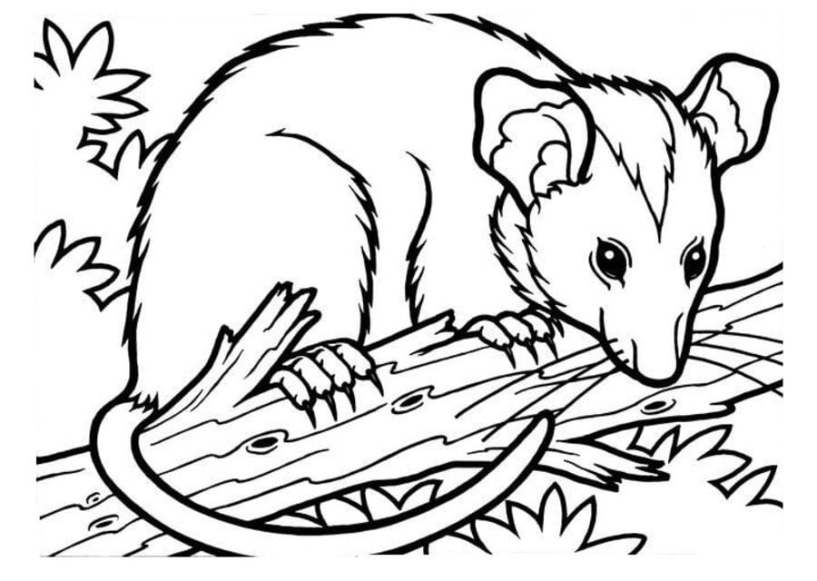 Ausmalbilder: Opossums