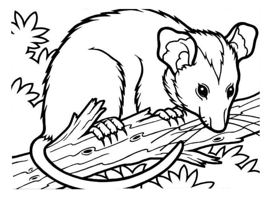 Coloring pages: Opossums