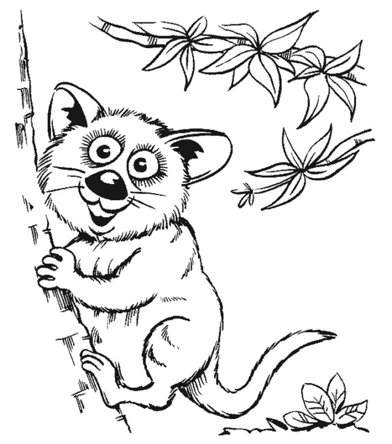 Coloring pages: Opossums, printable for kids & adults, free