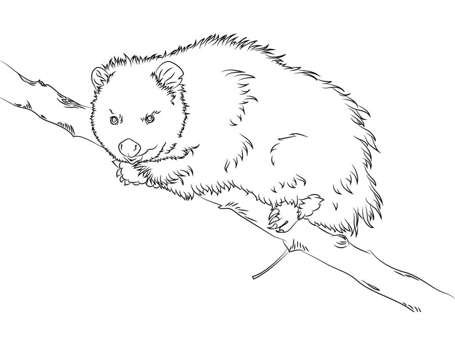 Ausmalbilder: Opossums