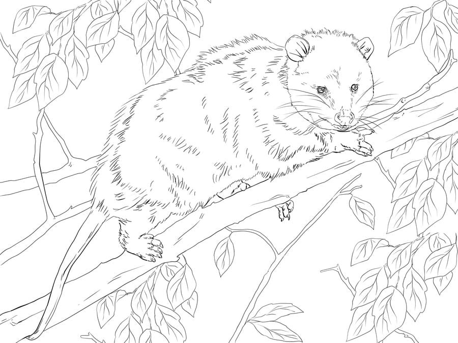 Coloring pages: Opossums
