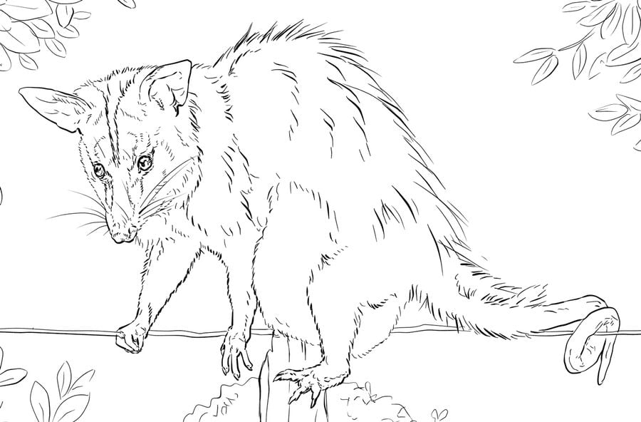 Coloriages: Opossums